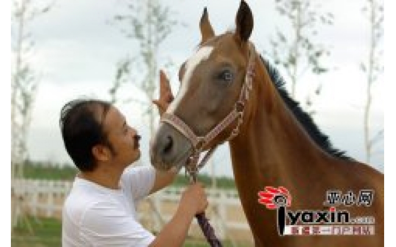 野馬集團董事長陳志峰：在新疆哺育汗血寶馬